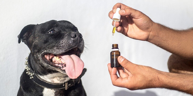 Dosaggio Raccomandato Per Cani Del Olio CBD